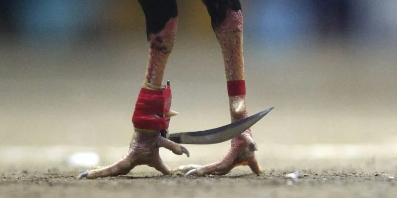 Hình Thức Đá Gà Cựa Dao Phổ Biến Nhất 2025