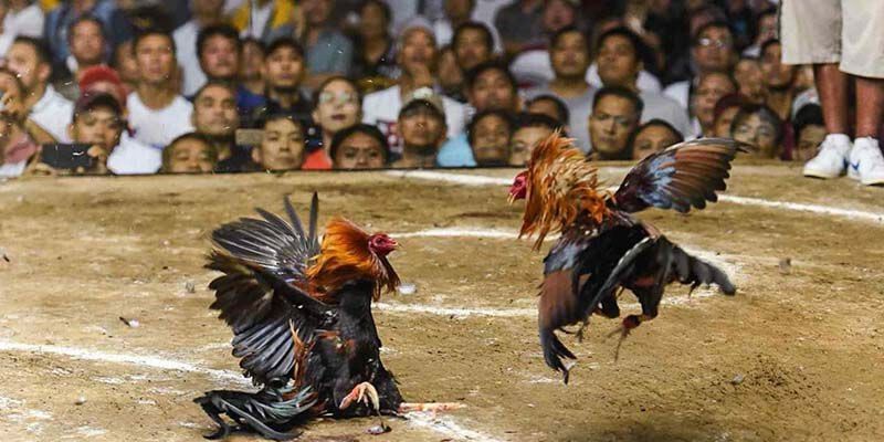 Chiến thuật cho người mới tham gia đá gà J88